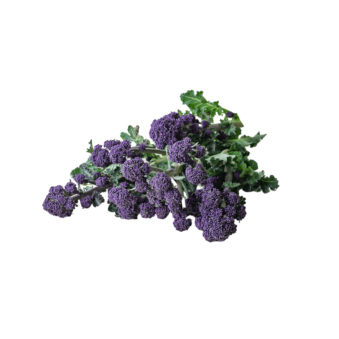 Broccoli Summer Purple Seeds West Coast Seeds Ritchie Feed & Seed Inc.