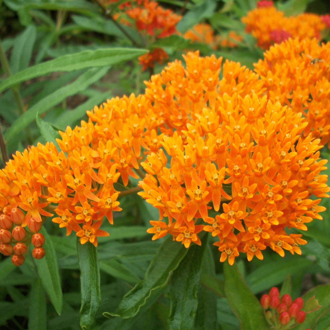 milkweed glutathione 500mg with Milk Thistle Extract & Alpha Lipoic Acid, Antio Hello Yellow Milkweed (Asclepias tuberosa