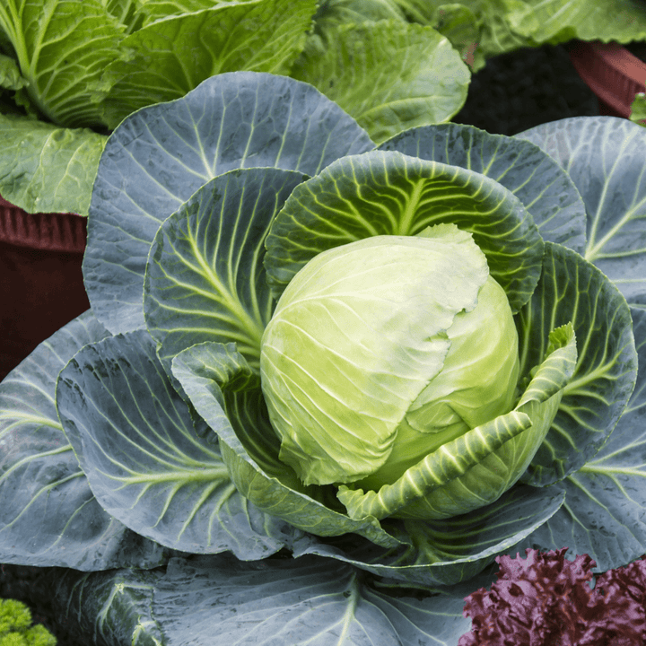 Cabbage Tiara F1 Organic Seeds | West Coast Seeds - Ritchie Feed