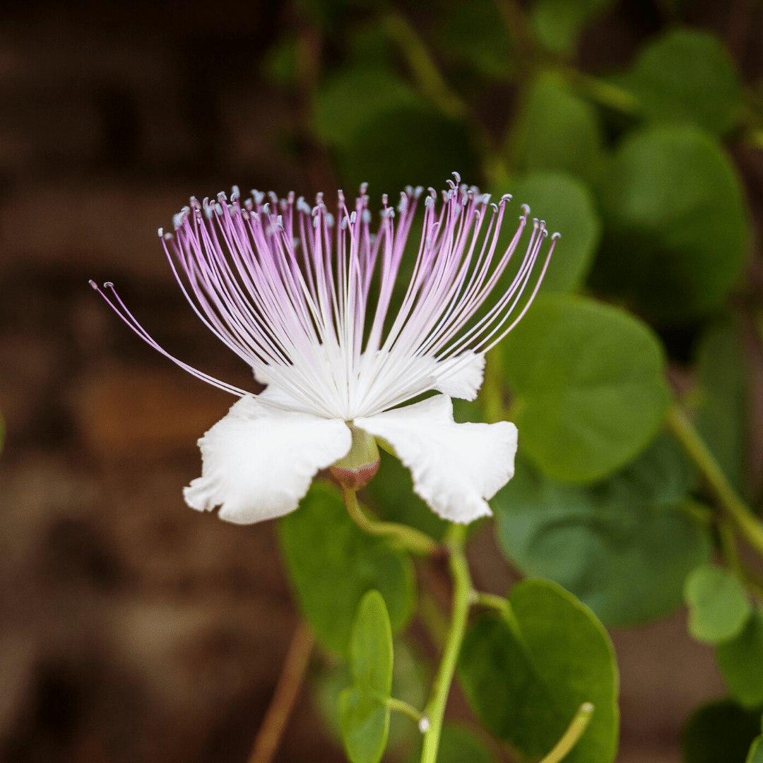 caper plant seeds Caper Flower Herb Seeds | Weston Seeds