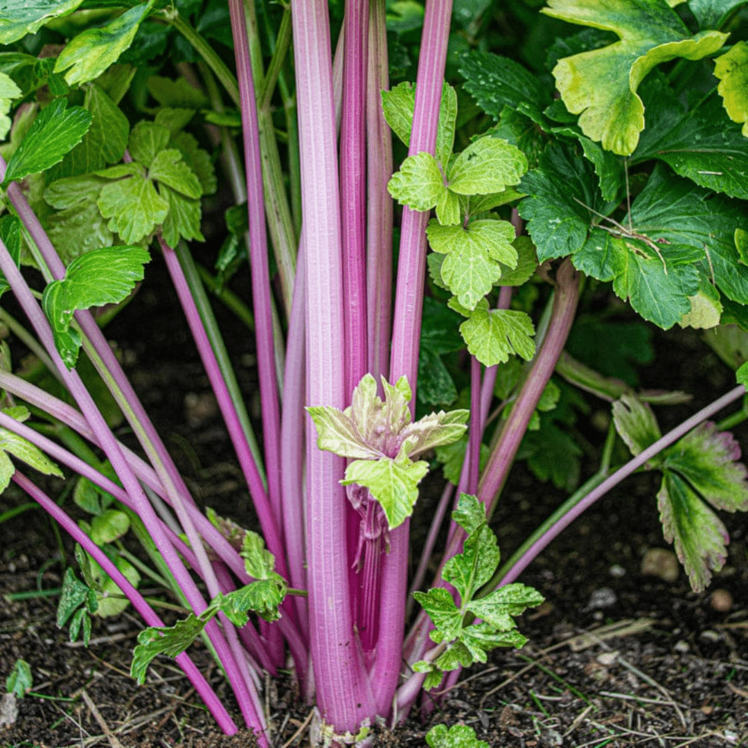 thumbnail image 2 of Redventure Red Celery Seeds - 100 To 1000 Seeds - Organic Heirloom Rare Non-GMO Bulk 2 of 5