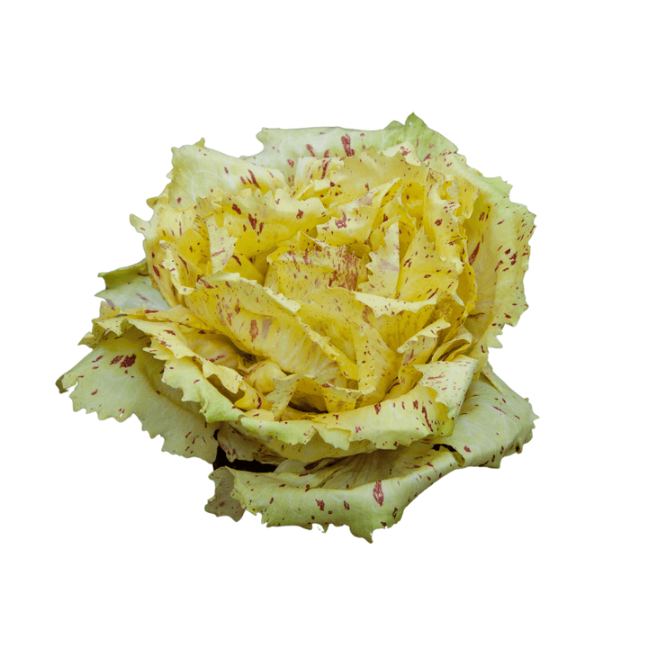 Chicory Radicchio Di Castelfranco Variegata Seeds | Weston Seeds