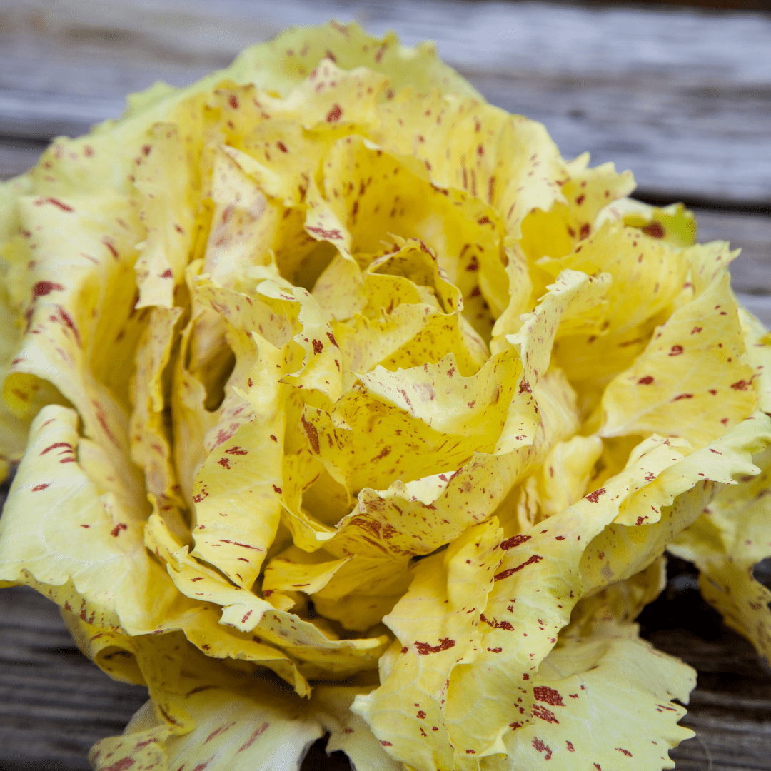 Chicory Radicchio Di Castelfranco Variegata Seeds | Weston Seeds