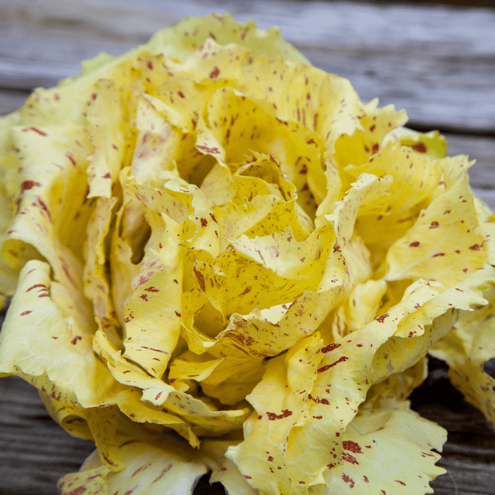 Chicory Radicchio Di Castelfranco Variegata Seeds | Weston Seeds