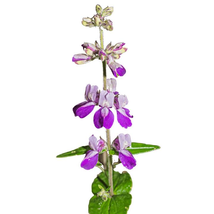 chinese houses flower seeds Collinsia Heterophylla Chinese Houses Seeds | West Coast Seeds