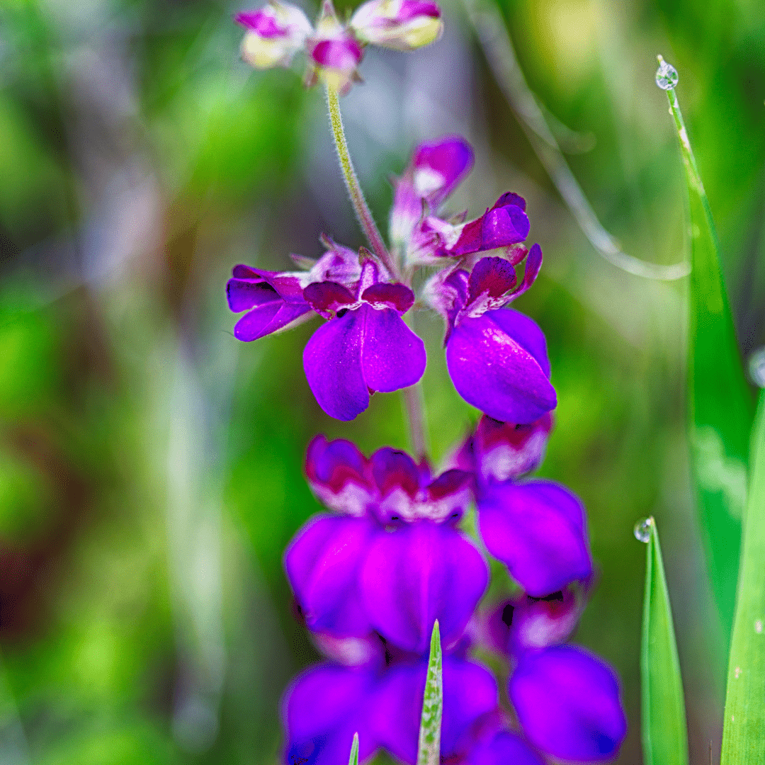 chinese houses plant Collinsia Heterophylla Chinese Houses Seeds | West Coast Seeds