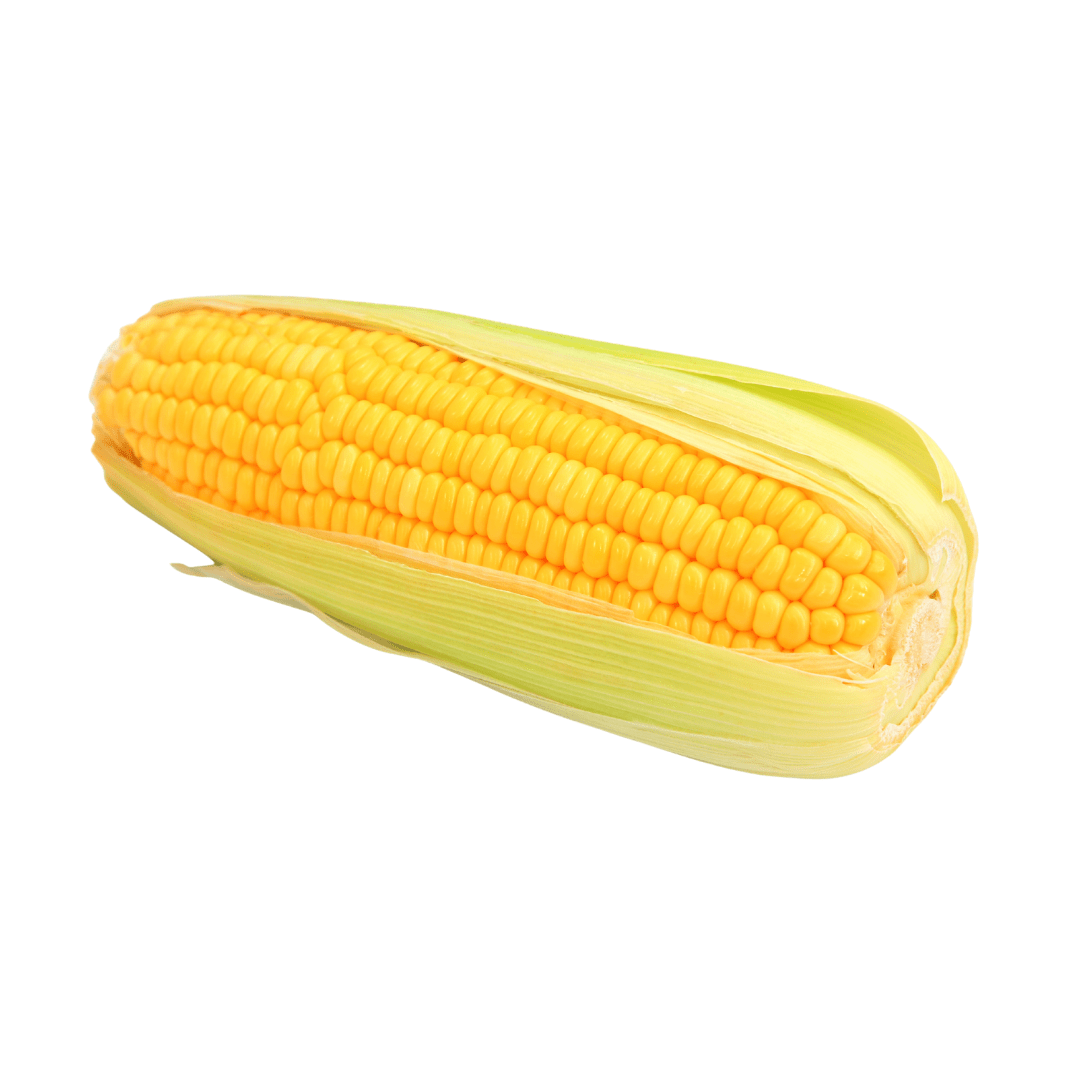 Corn Sweet Kandy Korn Seeds - Ritchie Feed & Seed Inc.