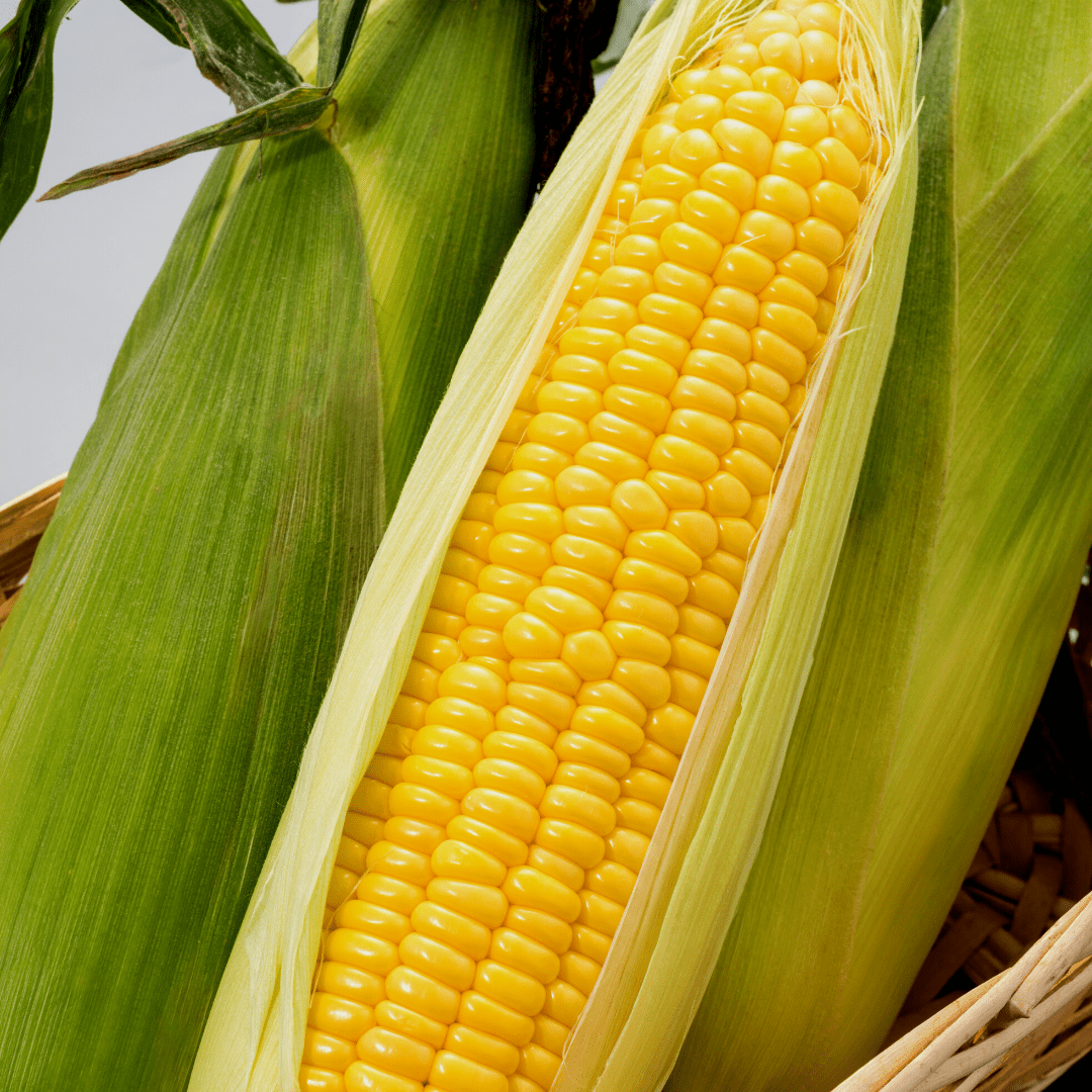 Corn Sweet Kandy Korn Seeds - Ritchie Feed & Seed Inc.