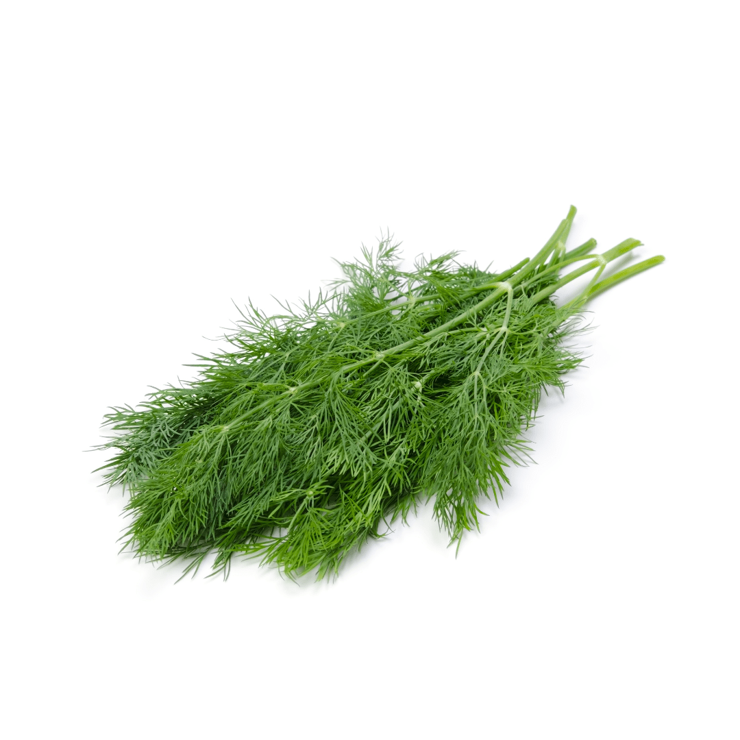 Dill Aneto Herb Seeds | Weston Seeds - Ritchie Feed & Seed Inc.