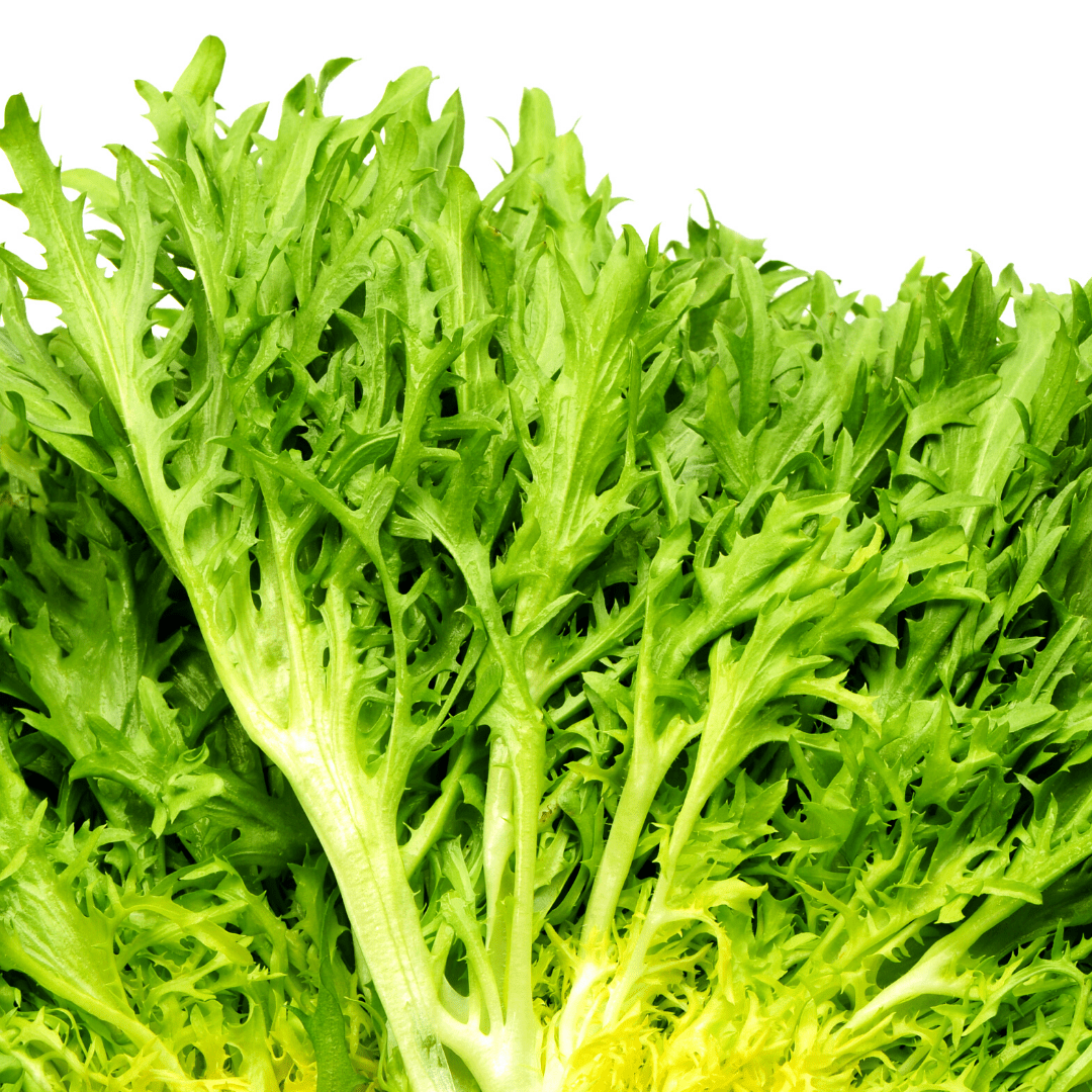 Batavian Full Heart Escarole Organic Seeds 750 Seeds / Organic Batavian Full Heart Escarole Organic Seeds 750 Seeds / Organic