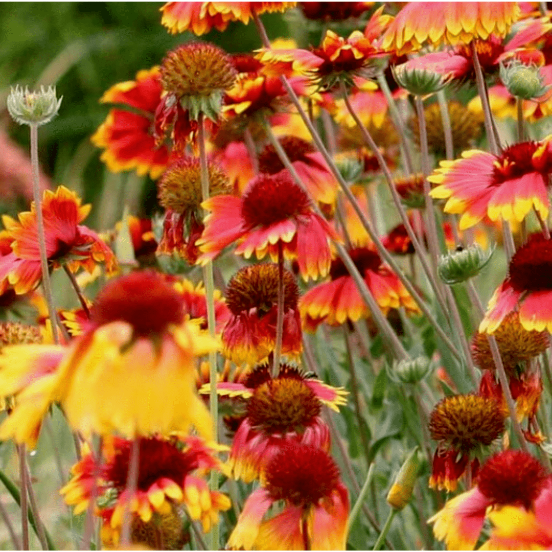 Gaillardia Blanketflower Seeds | West Coast Seeds