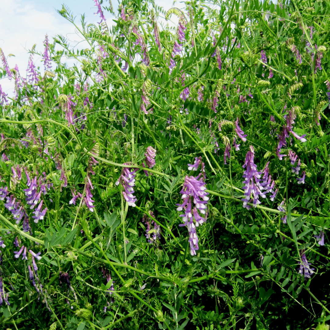 Hairy Vetch Seeds West Coast Seeds Ritchie Feed & Seed Inc.