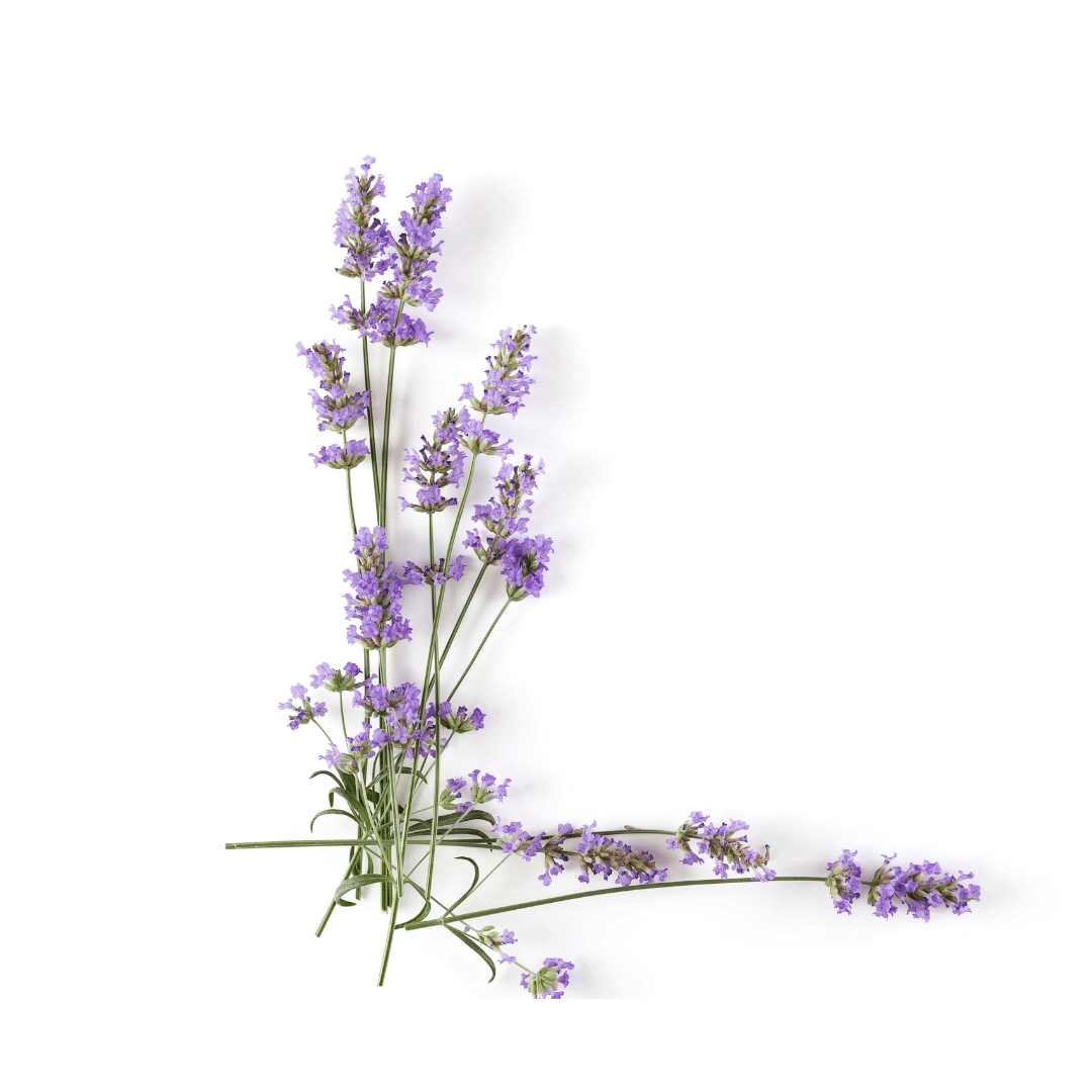 west coast seeds lavender Lavender Dwarf Munstead Seeds | West Coast Seeds