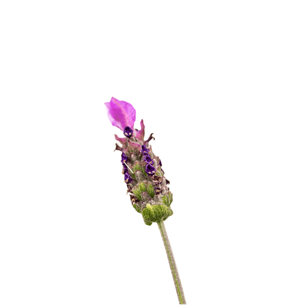 french lavender from seed Lavender French Seeds | West Coast Seeds