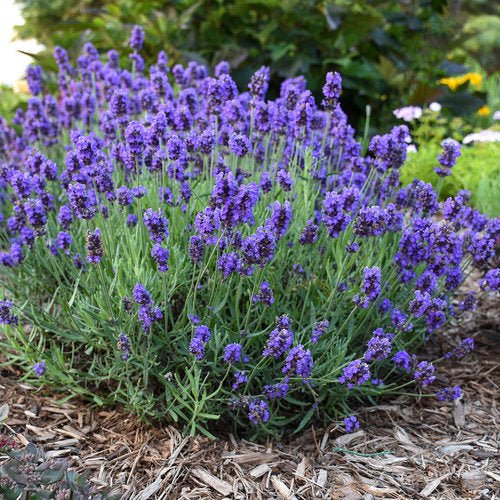mediterranean lavender plant Lavender Mediterranean Herb | Weston Seeds