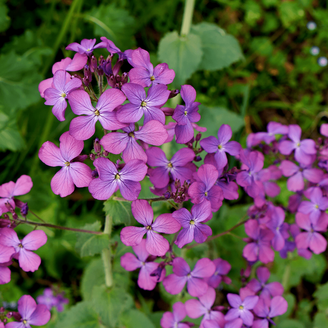 money plant honesty Lunaria Honesty Money Plant Seeds | West Coast Seeds
