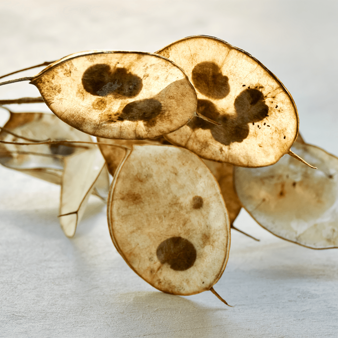 plant honesty seeds Lunaria Honesty Money Plant Seeds | West Coast Seeds