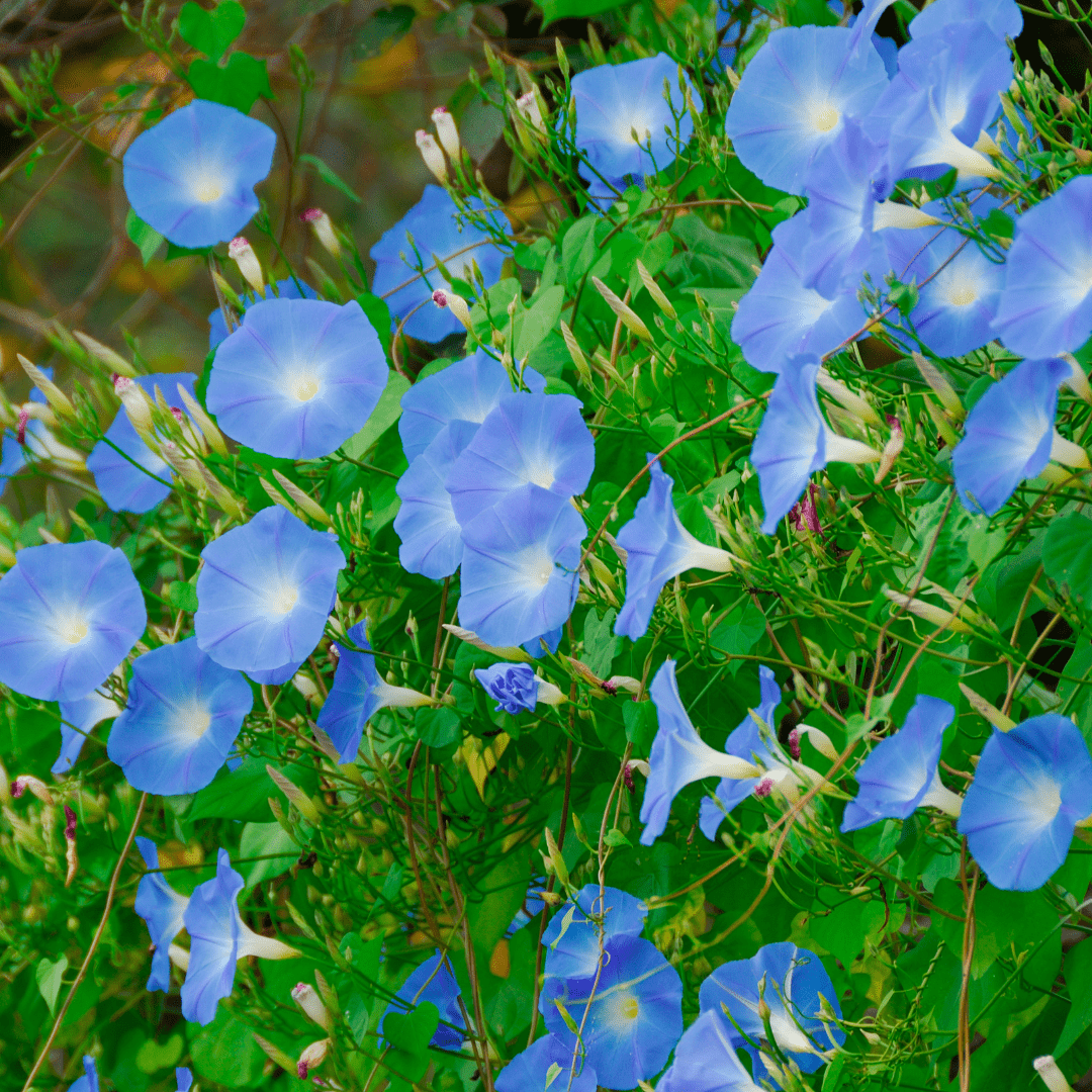 blue morning glory seeds high Morning Glory Heavenly Blue Seeds | West Coast Seeds