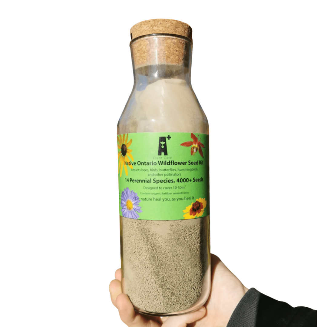 ontario native wildflower seeds Native Wildflower Planting Kit | A+ Plant Care
