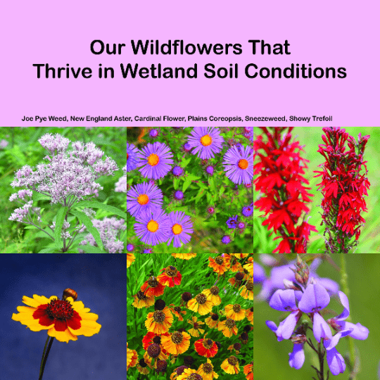 wildflower seed mix ontario Native Wildflower Planting Kit | A+ Plant Care
