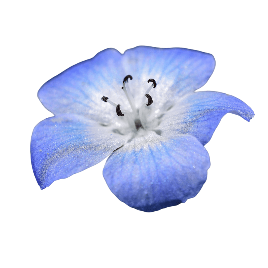 LINA CHOUCHOU Blue Eyes , であわ Nemophila