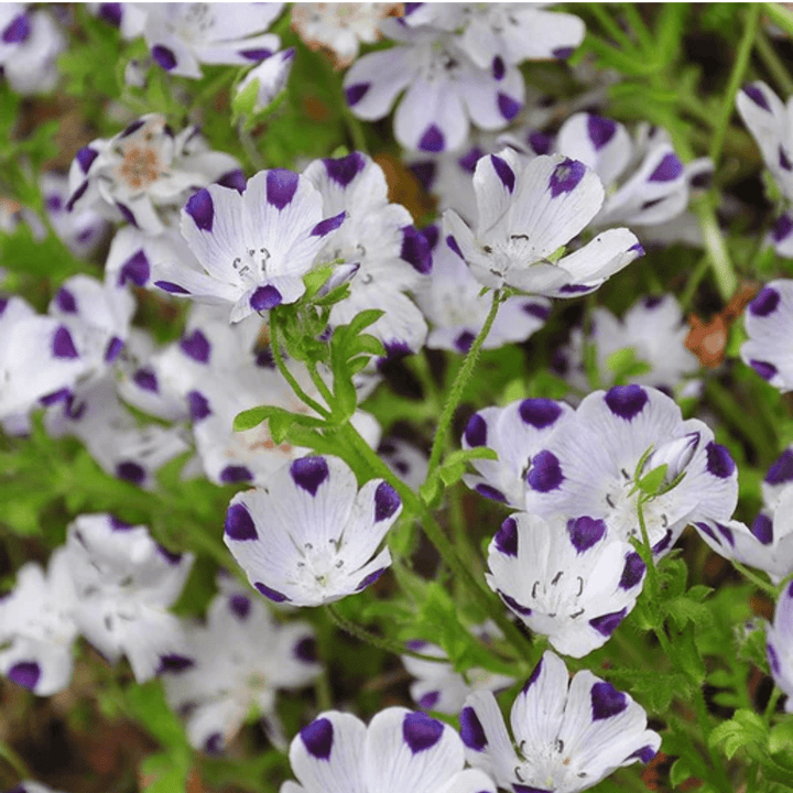 Nemophilia Five Spot Seeds | West Coast Seeds - Ritchie Feed