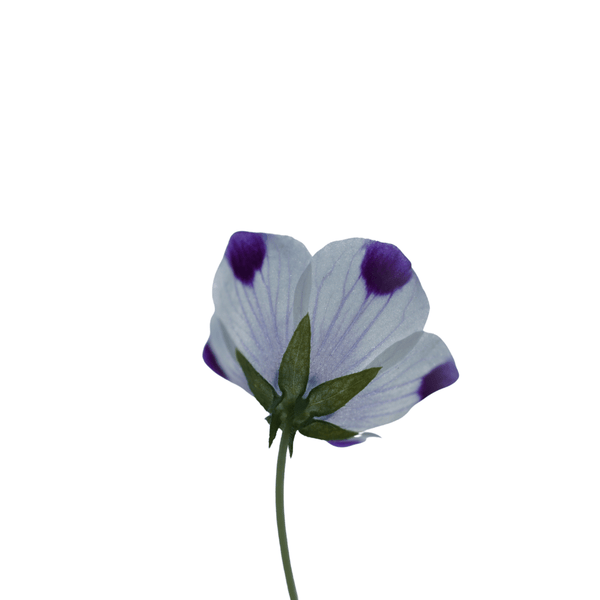 Nemophilia Five Spot Seeds | West Coast Seeds - Ritchie Feed