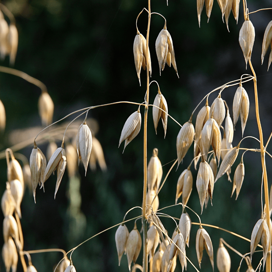 oats plant seed Oat Seeds | West Coast