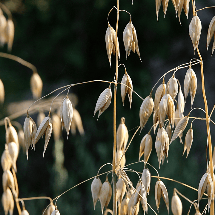 whole oat seeds for planting Oat Seeds | West Coast