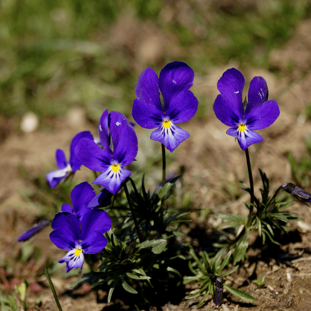 Viola Johnny-Jump-Up Seeds | West Coast Seeds - Ritchie Feed
