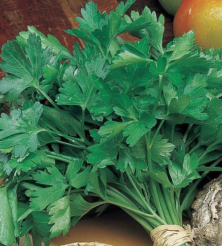 Parsley Giant Leaf Italian Classic Seeds | Weston Seeds - Ritchie