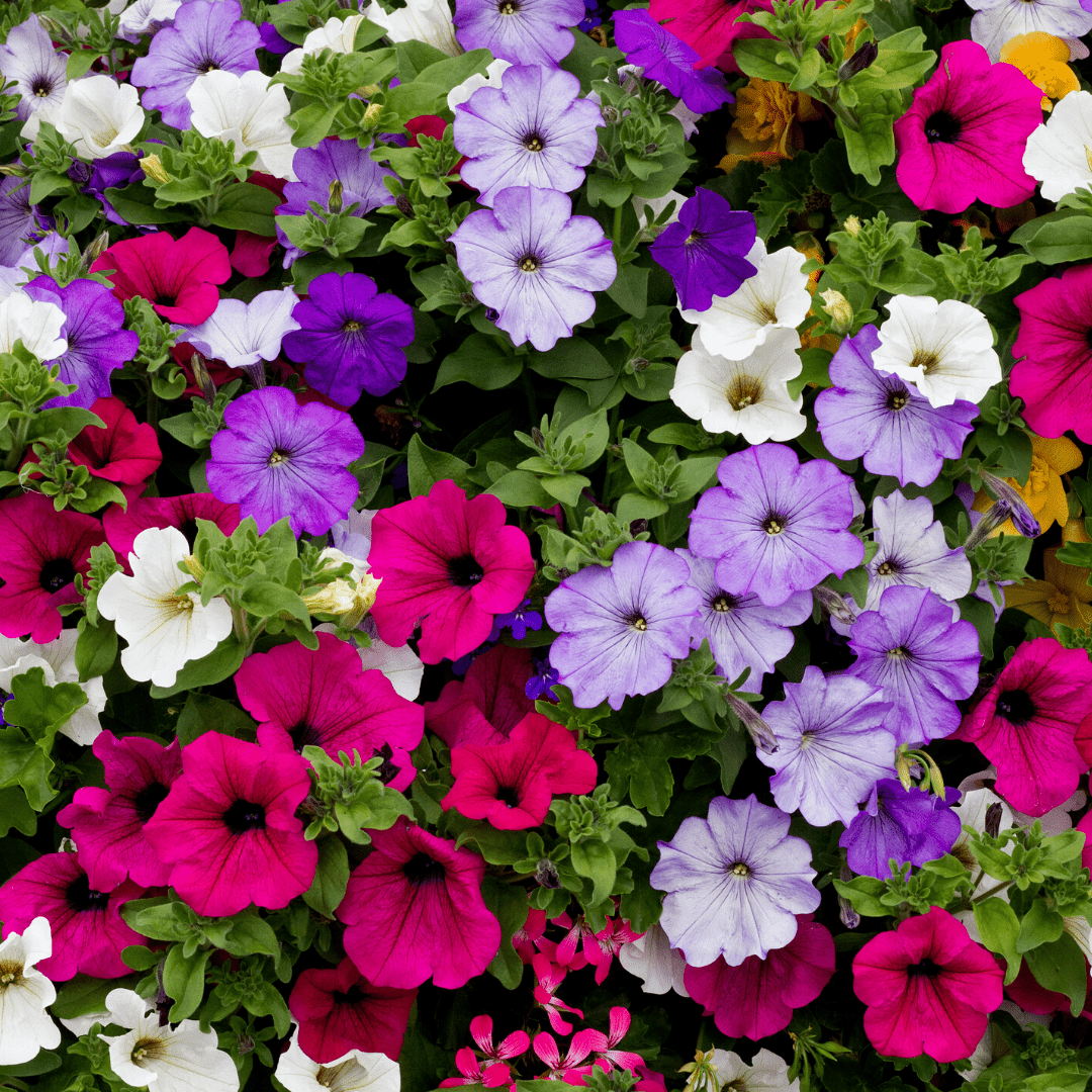Semillas De Petunia Variada | Semilla Hortaflor