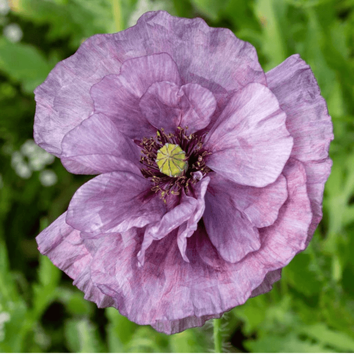 grey poppy flower seeds Poppies Amazing Grey Seeds | West Coast Seeds