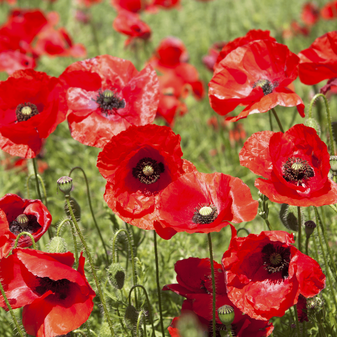 planting flanders poppy seeds Poppies Flanders Seeds | West Coast Seeds