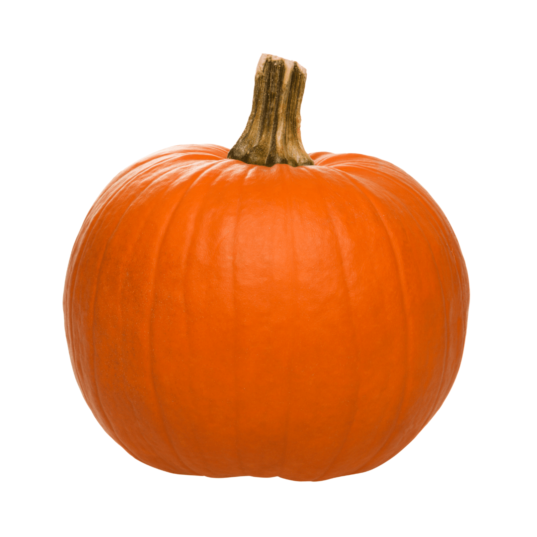 Pumpkin Aspen Hybrid Seeds - Ritchie Feed & Seed Inc.