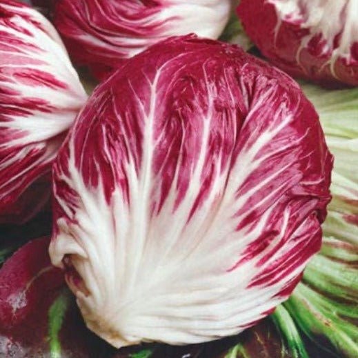 radicchio la rosa del veneto seeds Radicchio Rossa Di Verona Seeds | Weston Seeds