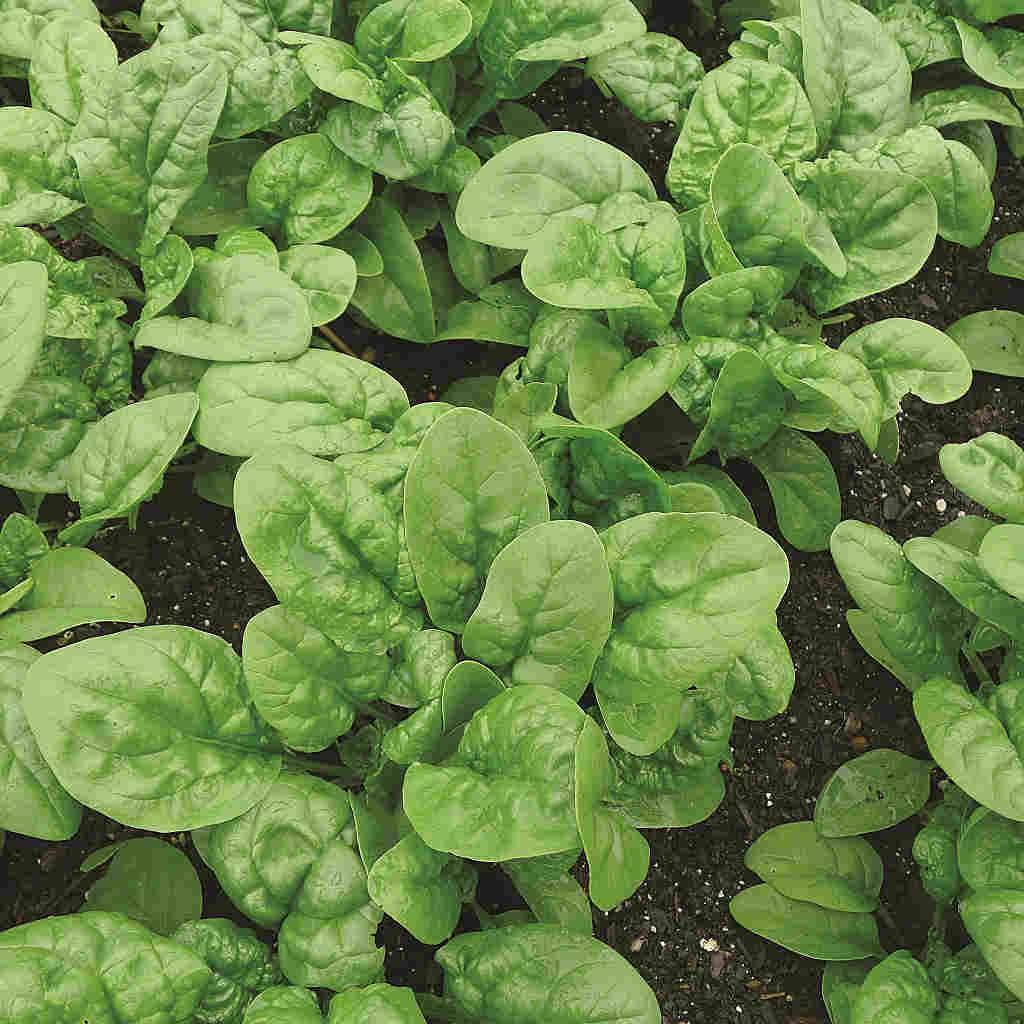 Spinach Bloomsdale Long Standing Seeds | McKenzie Seeds - Ritchie Feed ...