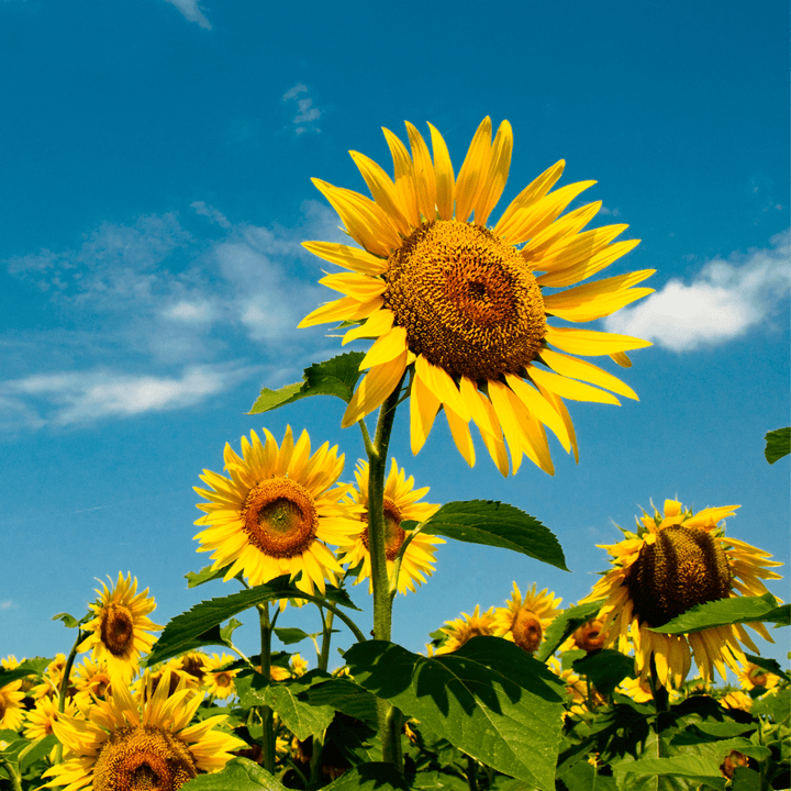peredovik sunflower seeds for planting Sunflowers Peredovik Certified Organic Seeds | West Coast Seeds
