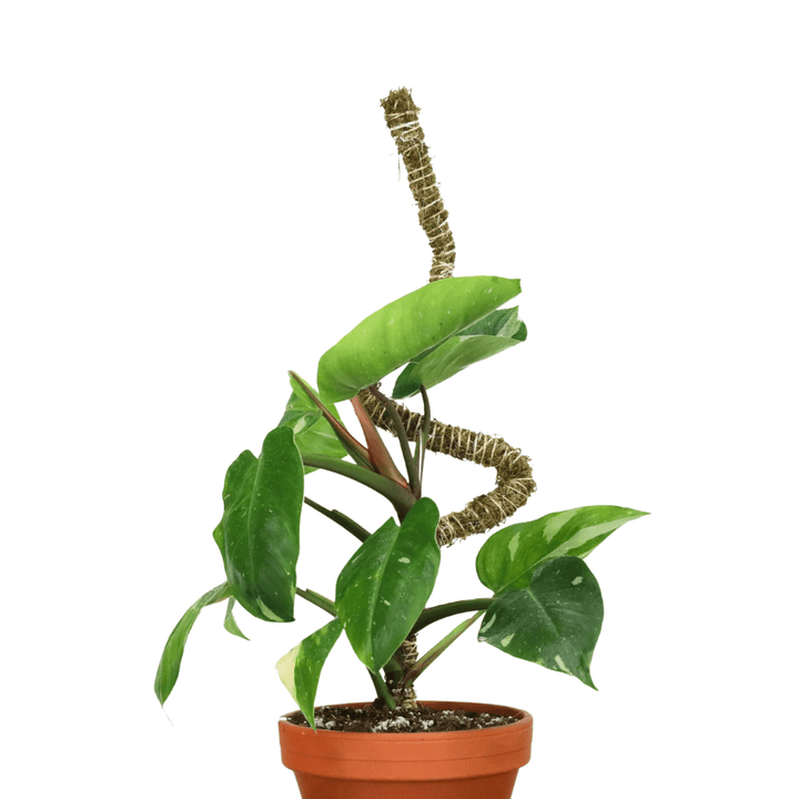 wandering jew moss pole The Original Bendable Moss Pole™ THIN