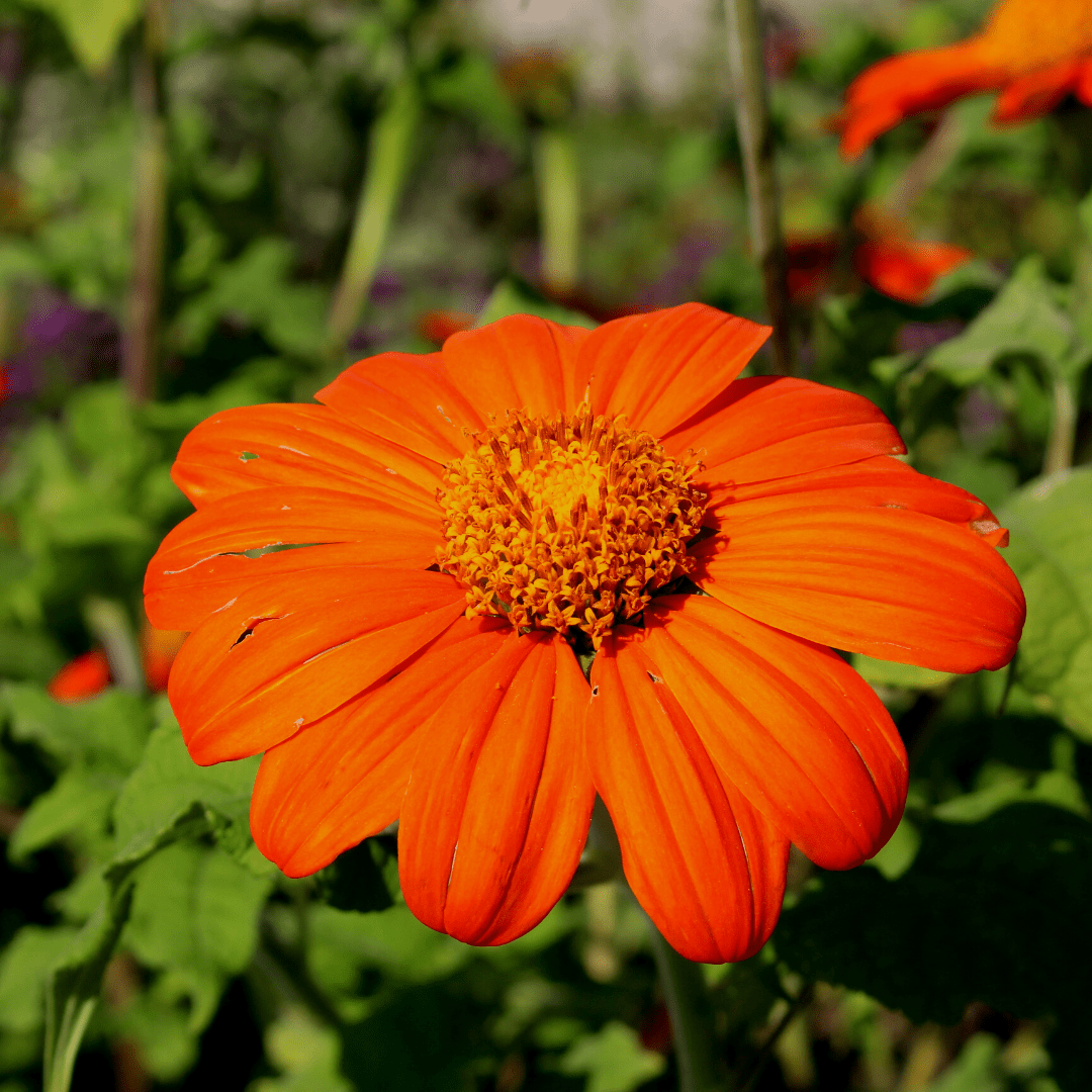Tithonia Mexican Torch Seeds | West Coast Seeds - Ritchie Feed