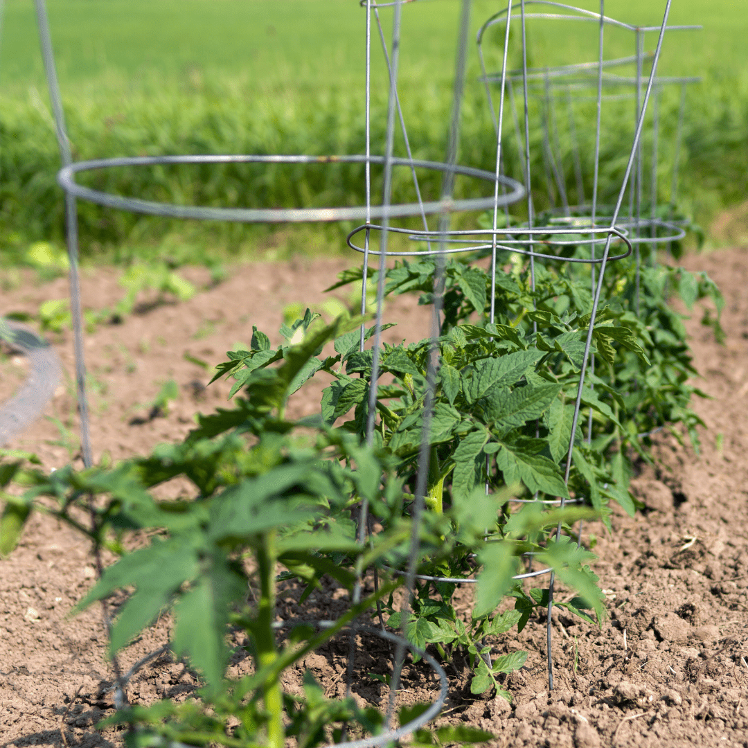 Tomato Cage (4 sizes) - Ritchie Feed & Seed Inc.