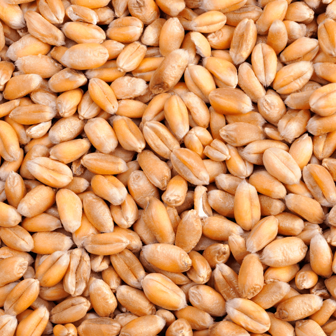 winter wheat seeds for planting Winter Wheat Cover Crop Seeds | West Coast Seeds