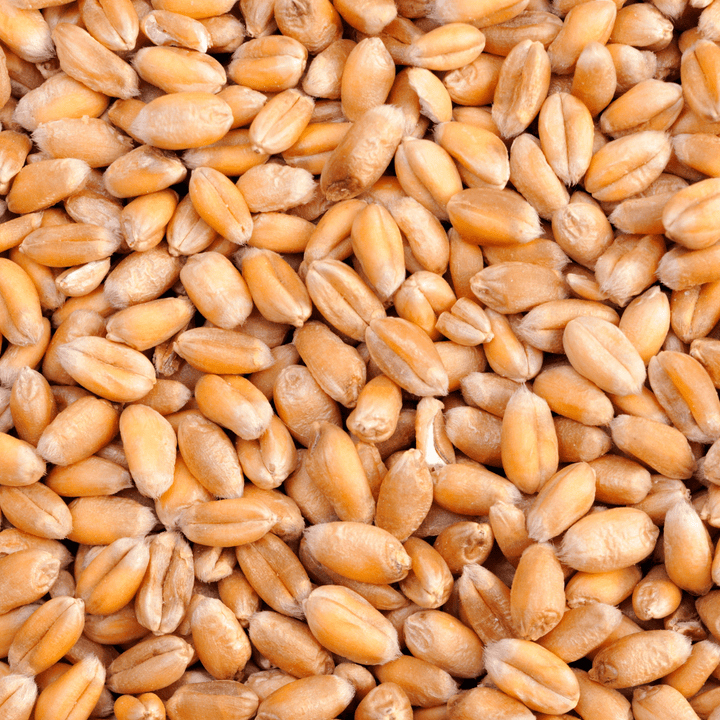 wheat plant seeds Winter Wheat Cover Crop Seeds | West Coast Seeds