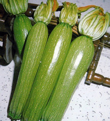 Organic White Zucchini Seeds, Summer Squash Seeds ,courgette Seeds Organic White Zucchini Seeds, Summer Squash Seeds ,courgette Seeds
